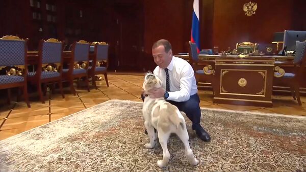 Медведев показал подросшего щенка, подаренного президентом Туркмении - Sputnik Литва