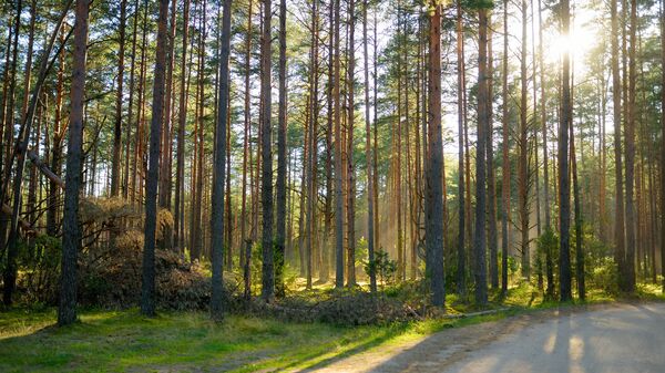 Лес в Литве, архивное фото - Sputnik Литва