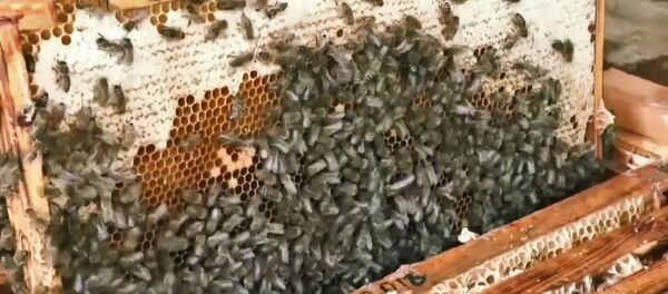 Bičių terapija Bičių terapija - Sputnik Lietuva