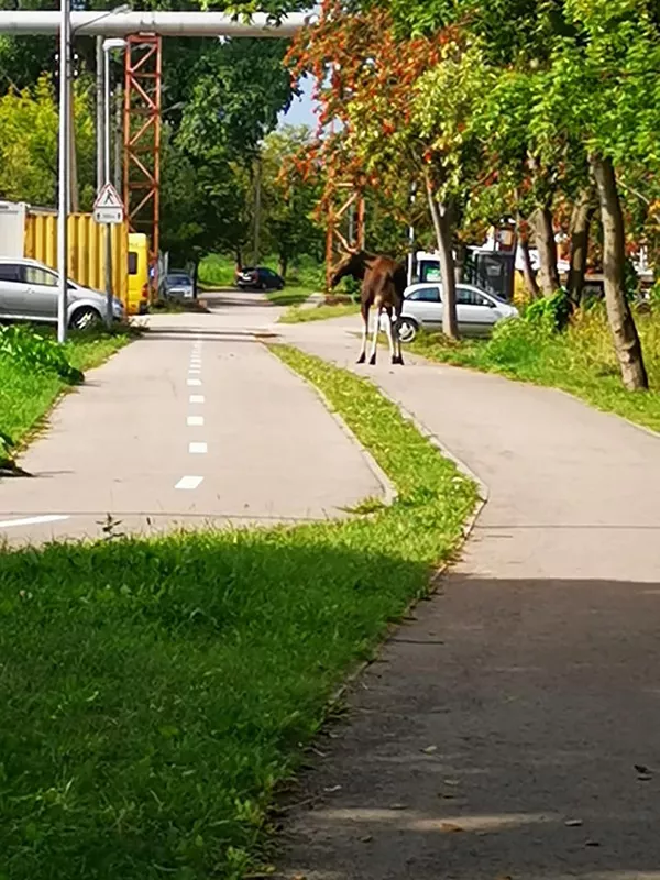 Videofaktas: kaip po Klaipėdą klaidžiojo pasiklydęs briedis Videofaktas: kaip po Klaipėdą klaidžiojo pasiklydęs briedis - Sputnik Lietuva