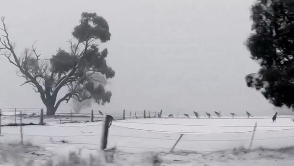 Кенгуру на снегу в Австралии - Sputnik Литва