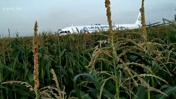 Самолет А321 столкнулся со стаей чаек и совершил аварийную посадку в кукурузном поле - Sputnik Литва