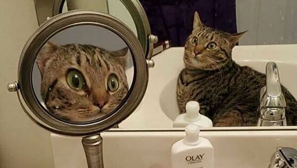 Фотография удивленной кошки, сидящей в раковине напротив двух зеркал - Sputnik Lietuva